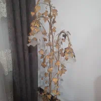 آباژور درحد نو