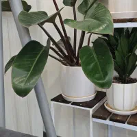 گیاه فیلودندرون