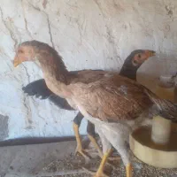 ۶عدد جوجه اوشامو  ۴ ماه