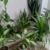 گلستان گل   (بدون معاوضه)