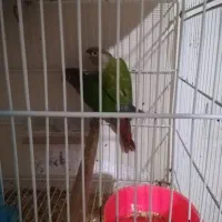 جفت گرینچیک جوانه