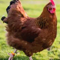 مرغ جوان معاوضه با عروس