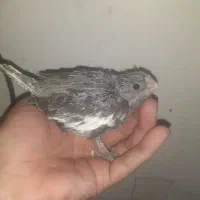 جوجه عروس سرلاکی  ۲۲تا۲۸روزه