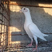 کفتر