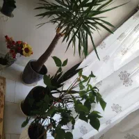 مجموعه گل های آپارتمانی