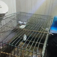 فنچ بالغ ضمانتی