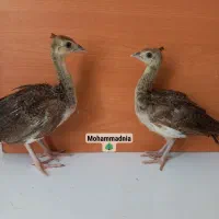 جوجه طاووس نژاد هندی و مصری