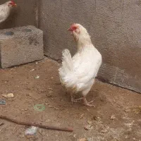 مرغ وخروس گلین وتعدادی مرغ محلی وجوجه گلین فول