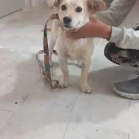 سگ گمشده