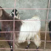 بز جوان