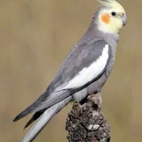 عروس هلندی