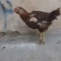 مرغلاری نسلدار