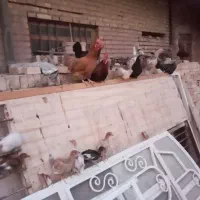 مرغ
