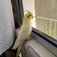 لوتینو