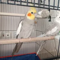 جفت عروس هلندی