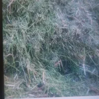 خرید و فروش یونجه کاه بذر نخودفرنگی یونجه پیاز ماش