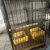 قفس مرغ مینا وعروس هلندی