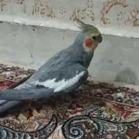 عروس هاندی