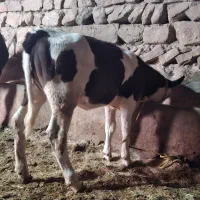 گوساله اصیل