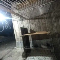 قفس کبوتر