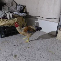 خروس۶ماهه