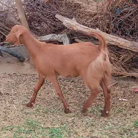 بز ماده