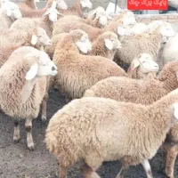 دام زنده  کوهستان مروزان  بایک برگ چک
