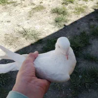کبوتر|پرنده|چالدران, |دیوار