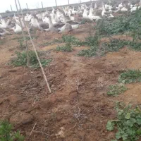 فروش غاز بالغ تعداد بالا