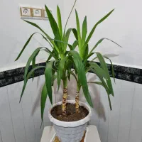 گل های طبیعی خوشگل