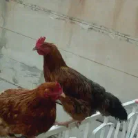 مرغ محلی تخم گذار