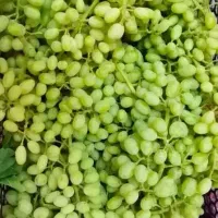 غوره انگور عسکری تازه