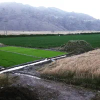 یونجه درجه1