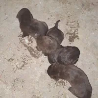 فقط دوتاش ماله فروش