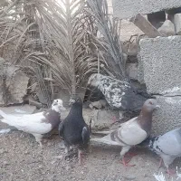 سلام فروشی چنتا پرنده