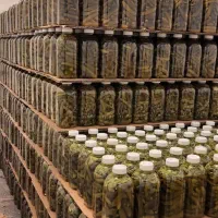 نیازمند کارگر خانم محدوده شهرک غرب
