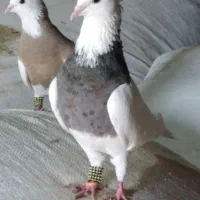 کبو تر طوقی