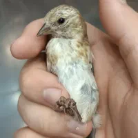سهره جوجه قفس