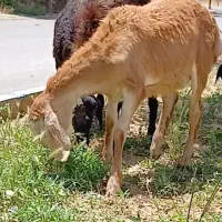 بره نر قندوزی