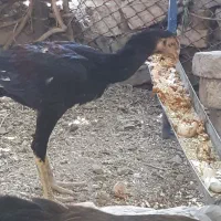 خروس ۸ ماهه  اوشاما