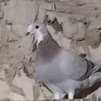 یک عدد کبوتر