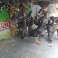 پلاکی