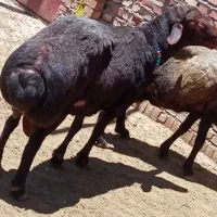 فروش گوسفند گوشتی خانگی