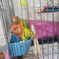 طوطی برزیلی نرو ماده