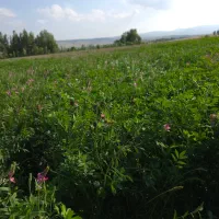 یونجه چین دوم