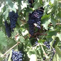انگور ترکمن4 سیاه  بدون هسته