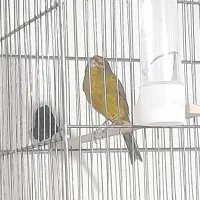 قناری سبز چمنی اصل