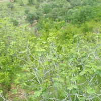 فروش باغ