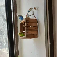 جفت مرغ عشق