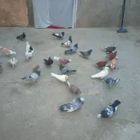 کبوتر پرشی پاپر سیاه